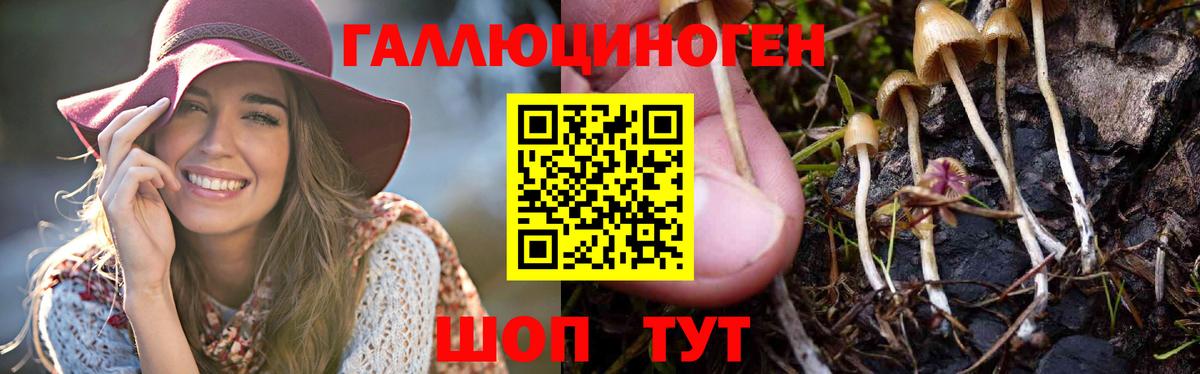 Галлюциногенные грибы Psilocybe Великие Луки